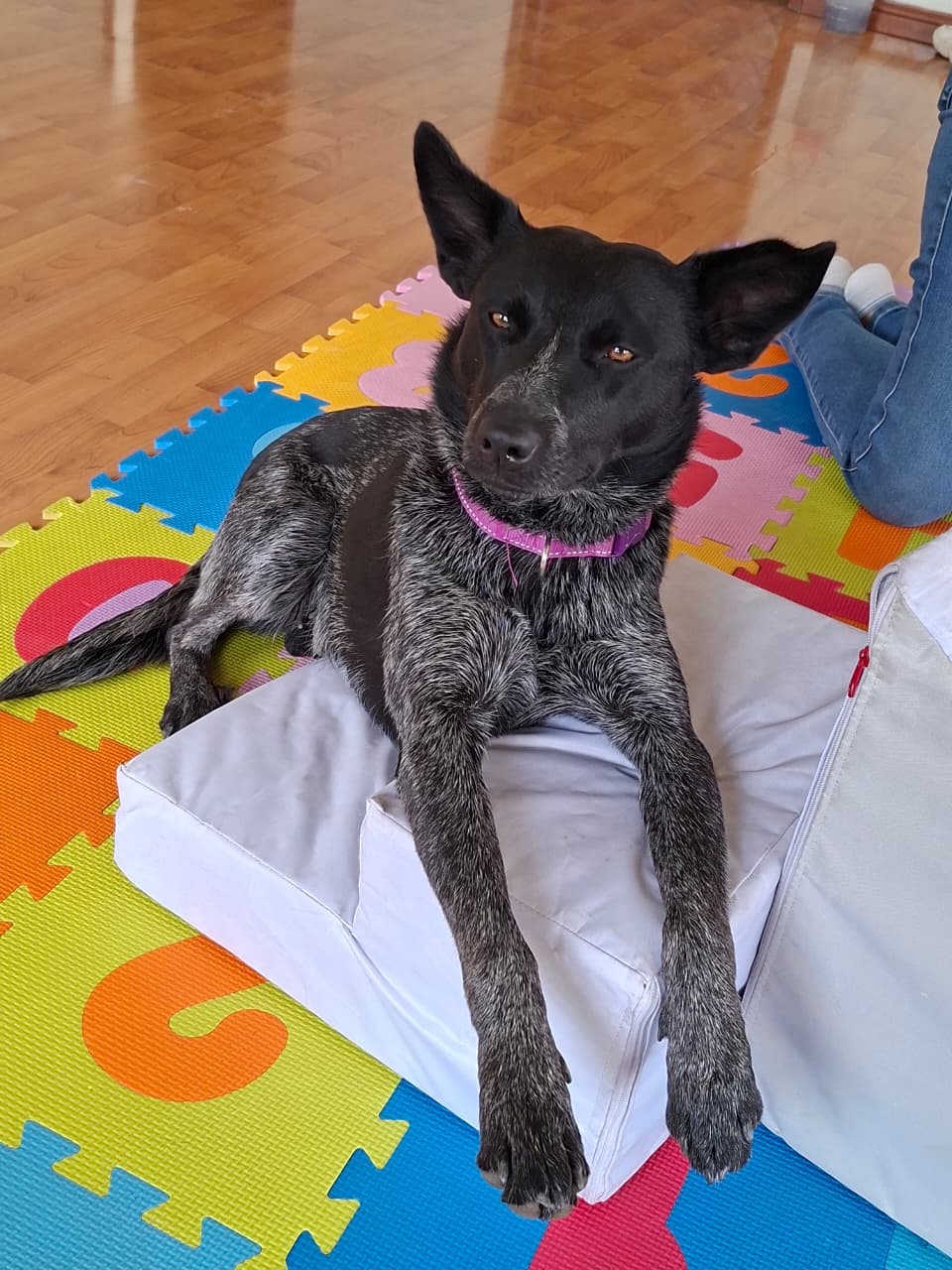 DIR, facilitadora vincular canina de APAPACHADOGS A.C.