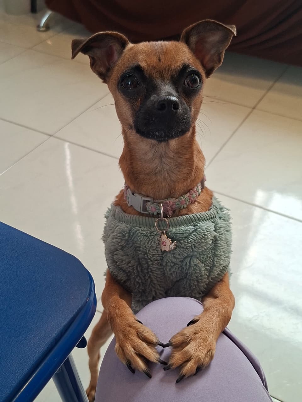Lila, facilitadora vincular canina de APAPACHADOGS A.C.